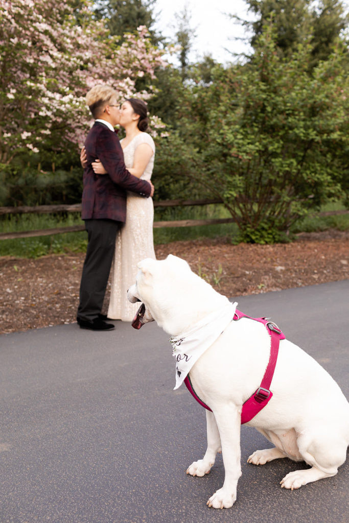 bride and groom with their dog at Romantic Backyard Newberg Wedding Photography
