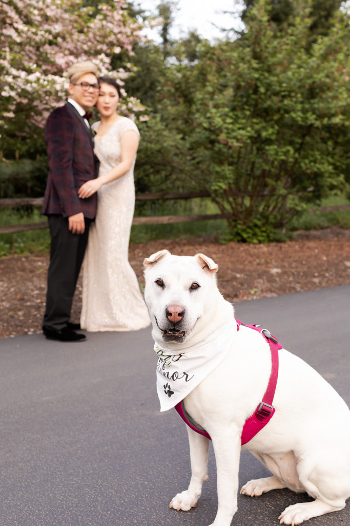 bride and groom with their dog at Romantic Backyard Newberg Wedding Photography