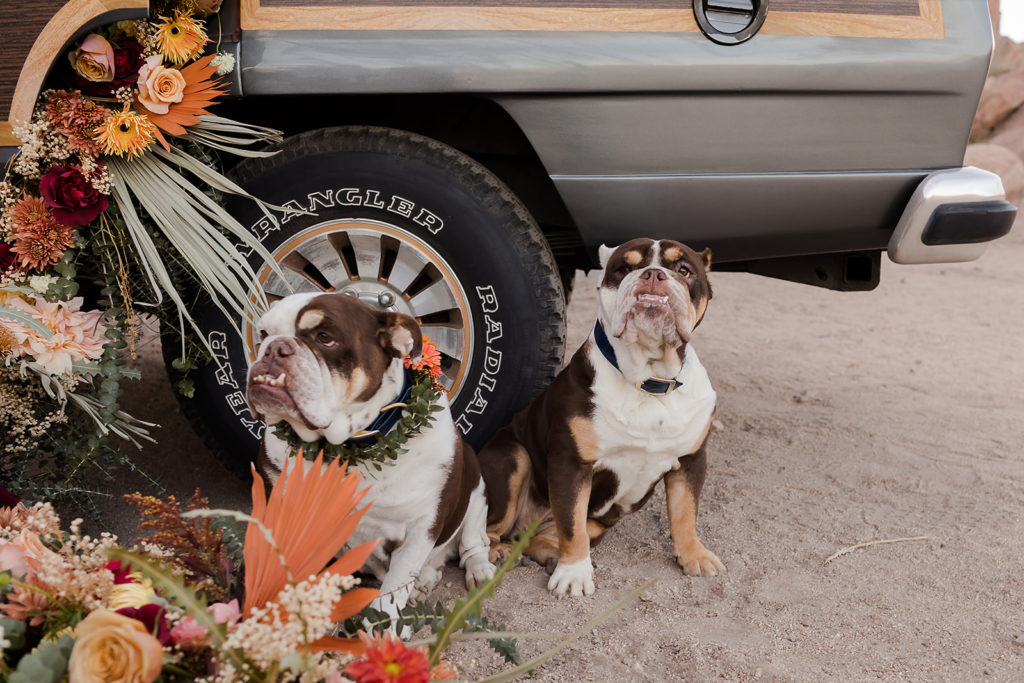pair of dogs surrounded by flowers